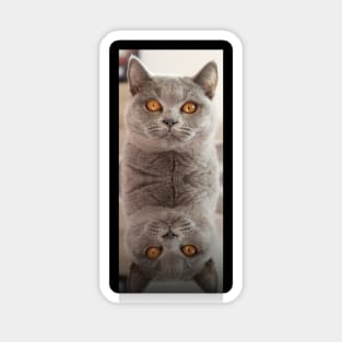 Russian Blue Cat X 2 Sticker